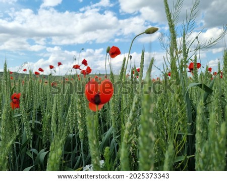 Red poppy flowers in the field in May