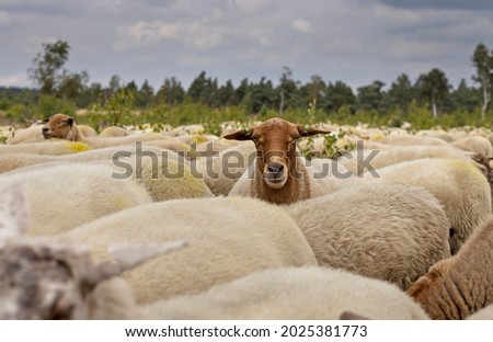 Flock of sheep on the flowering heath of the Salland ridge. Royalty-Free Stock Photo #2025381773