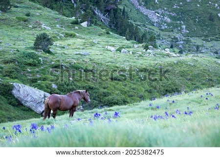 A horse grazing in the valley of the Pyrenees.