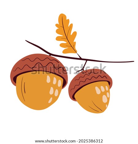 Vector illustration of oak branch with two acorns and leaf. Acorns isolated on a white background. Autumn decoration. Acorn, oak nut, seed. illustration for icon, logo, print, card, emblem, label Royalty-Free Stock Photo #2025386312