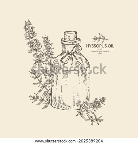 Background with hyssopus officinalis: hyssop flower, branch and bottle of hyssopus officinalis essential oil. Cosmetic, perfumery and medical plant. Vector hand drawn illustration.