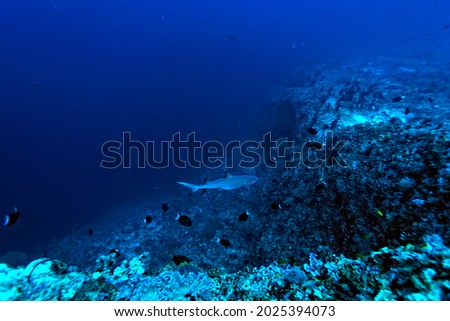 A picture of a reef whitetip shark swimming in the sea