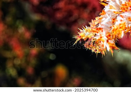 A picture of a white and orange spider crab