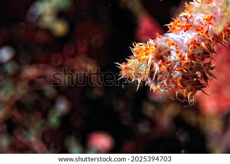 A picture of a white and orange spider crab