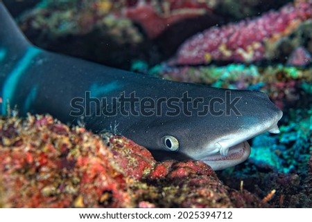 A picture of a reef whitetip shark resting in the coral reef
