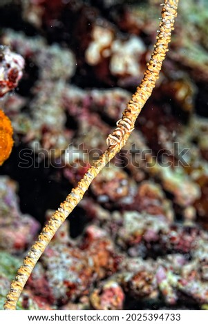 A picture of a whip coral partner shrimp on a whip coral