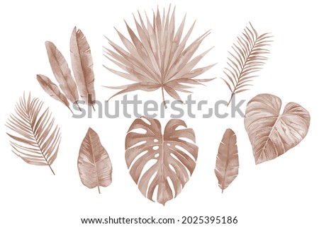 Dry leaf element watercolor leaves set in rustic style. Autumn floral tropical monstera and palm leaves. Watercolour illustration isolated on white background.