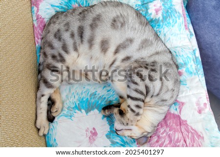 Funny beautiful Bengal cat lying in his crib. Silver spotted kitten stock photo. close up