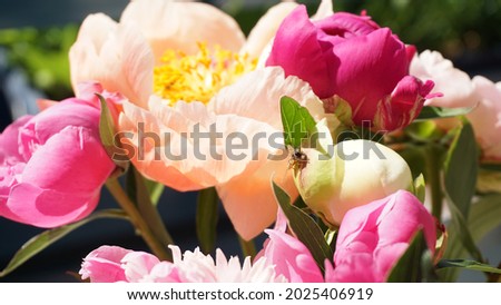 Bouquet of peonies in sunlight on the balcony