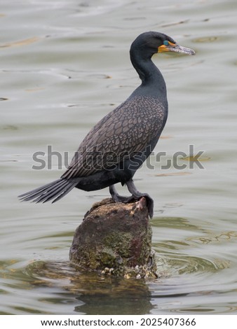 A double-crested cormorant (phalacrocorax auritus) surveying the bay from a rock in the water. Royalty-Free Stock Photo #2025407366
