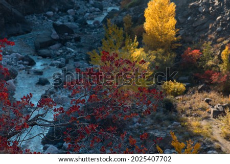 Red and Orange Autumn Leaves Background. Outdoor. Azerbaijan. Caucasus