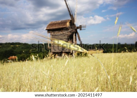 rural landscape with a wheat germ and a windmill