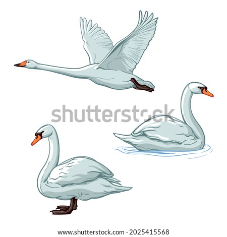 Vector set of Swans. Birds, isolated on a white background.  Royalty-Free Stock Photo #2025415568