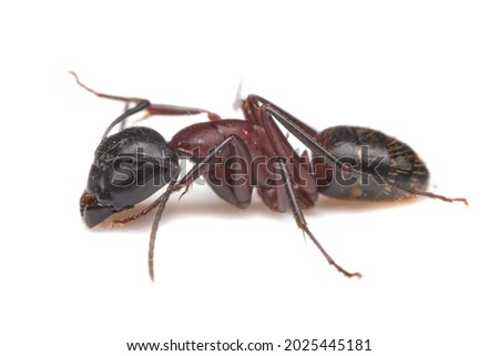 Red imported fire ant, RIFA isolated on white background, selective focus