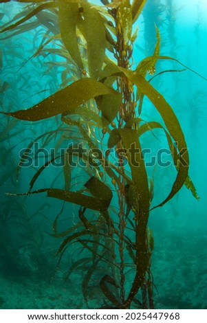 View of Kelp deep below the surface of the ocean Royalty-Free Stock Photo #2025447968
