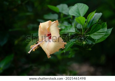 Light yellow hibiscus flower with green leaves in the park with blur background in landscape.