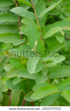 Guava tree with green beautiful leaves.