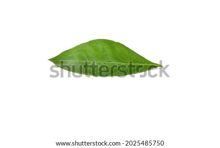 Henna Mehndi Green Leaf Isolated on White Background