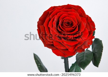 Red rose.Bunch of rosy roses isolated on white. beautiful red rose isolated on white background. Big red rose