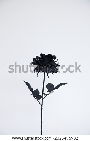 Black rose isolated on white background. Black roses and buds, background white. Black rose Royalty-Free Stock Photo #2025496982