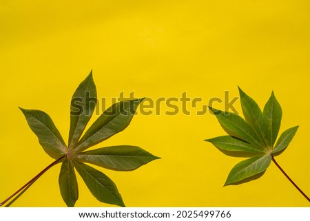 Summer Tropical Composition. Cassava Leaves On A Yellow Paper Background. Summer Concept. Cassava Leaves Isolated On A Yellow Background
 

