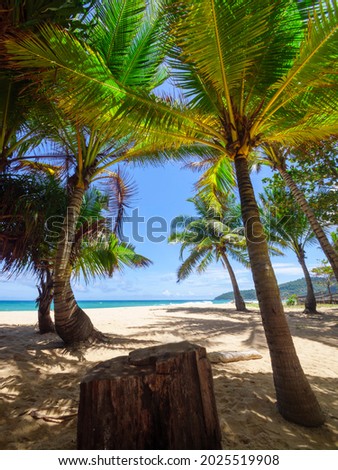 Coconut palm trees and tropical sea. Summer vacation and tropical beach concept. Coconut palm grows on white sand beach. Alone coconut palm tree in front of freedom beach Phuket, Thailand. 