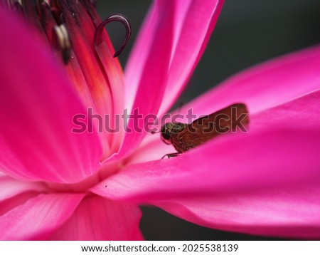 Macro Pinky Lotus blooming night with butterfly on the petal. Selective focus and close up for background Flower theme 