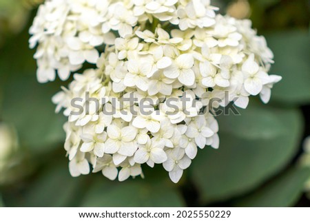 White hydrangea on the background of the garden