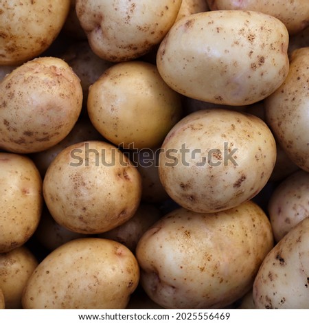 Fresh potatoes background. Early potato variety      