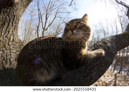 Funny cat on a tree. Captured with fish eye lens