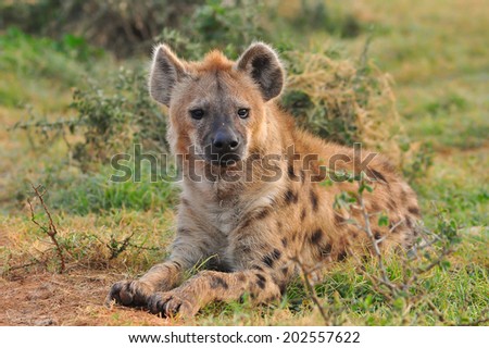 Spotted Hyena lying down