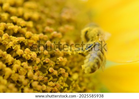 summer yellow background. sunflower pollen close up macro. a bee stained with pollen sits on a sunflower. shallow depth of field