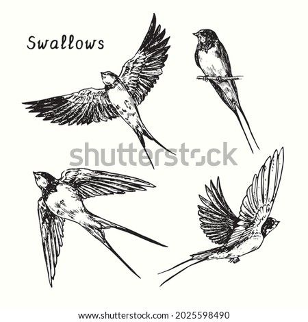Hand drawn swallow bird flying collection. Ink black and white drawing  illustration