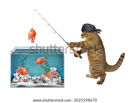 A beige cat in a bandana is fishing from a square aquarium. He caught a gold fish. White background. Isolated.