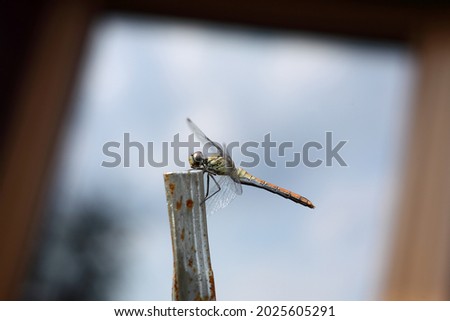 A dragonfly sitting on a metal rod against the background of a house wall. 
