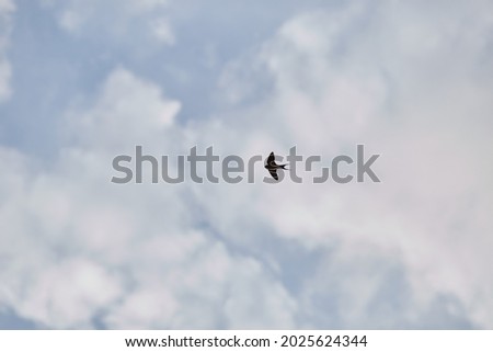 A lone swallow flies against a background of blurred sky and white clouds