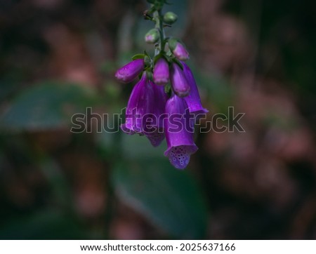 foxglove - perennial, wild, purple flower growing in the forest
