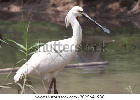 Closeup of spoonbill in a pond 