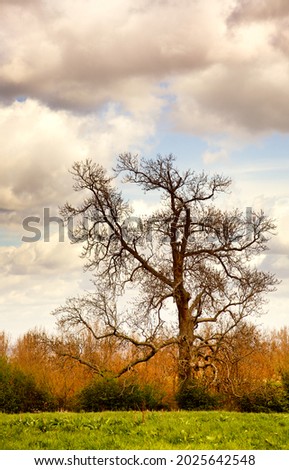 gnarly tree in the landscape against clouds