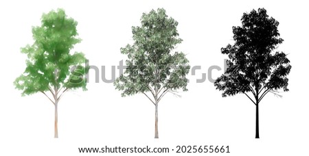 Set or collection of Blue Gum trees, painted, natural and as a black silhouette on white background. Concept or conceptual 3d illustration for nature, ecology and conservation, strength, endurance
