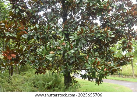 Southern magnolia (Magnolia grandiflora)fruits. Mgnoliaceae evergreen tree.