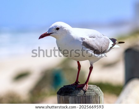Seagull at Melkbosstrand travel destination Cape Town