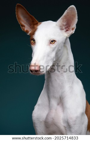 dog on a dark blue background in the studio. portrait spanish greyhound, podenko ibitsenko Royalty-Free Stock Photo #2025714833