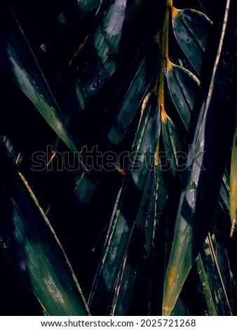 edited image of bamboo leaves for nature photography.colour graded photo of bamboo leaves for artistic purposes.modern art image of plants with edit.leaf image with negative space for inserting words.