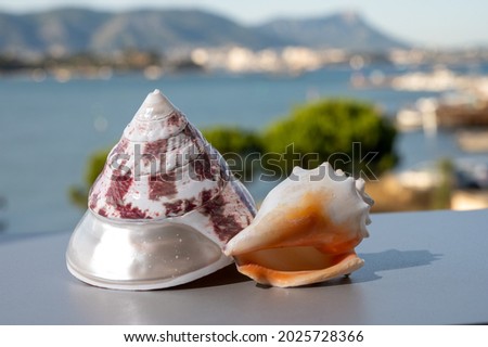 Two sea shells with blue sea harbour on background