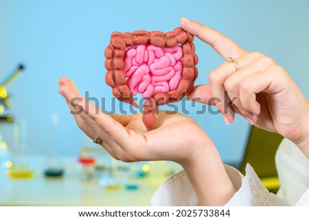 Gastrointestinal tract in hands. Detailed model of intestinal tract. concept is study of human nutritional system. Gastrointestinal health studies. Miniature model of gastric tract. Royalty-Free Stock Photo #2025733844