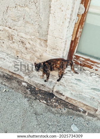 A cat walking through the streets of Limassol
