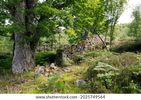 Old stone wall and tree. Nature scene in Scotland. Stacked stone barrier.