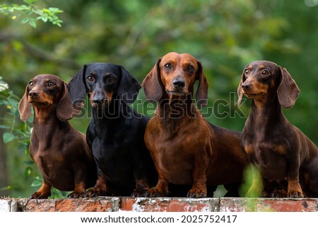 dachshund's family portrait in nature background Royalty-Free Stock Photo #2025752417