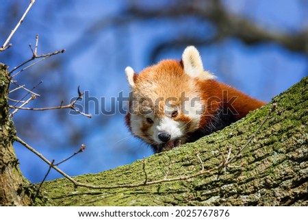 Red panda, ailurus fulgens, peeps from behind a tree trunk. Otherwise known as the lesser panda or bear cat  and native to the eastern Himalayas and southwestern China